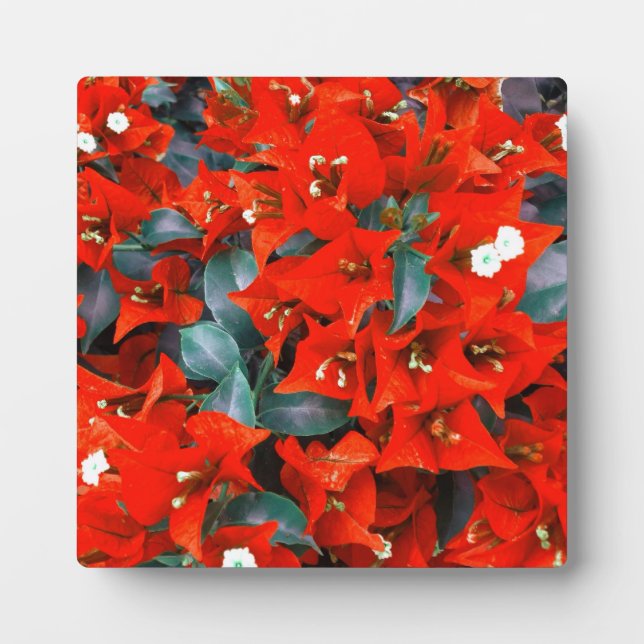 Vibrant Red Bougainvillea Flowers Plaque (Front)