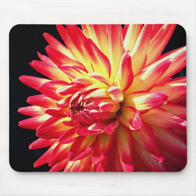 Vibrant Red Dahlia Flower  Mouse Pad (Front)