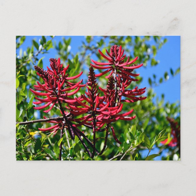 Vibrant Red Erythrina Flowers Postcard (Front)