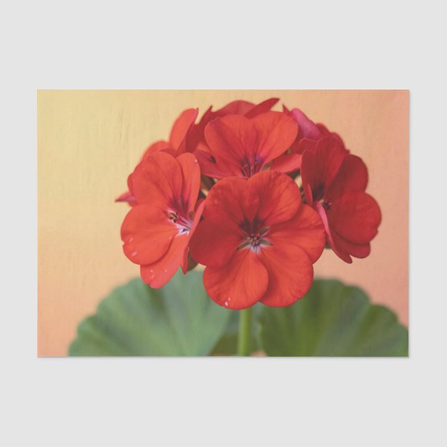 Vibrant Red Geranium Floral Bloom Tissue Paper (Front)