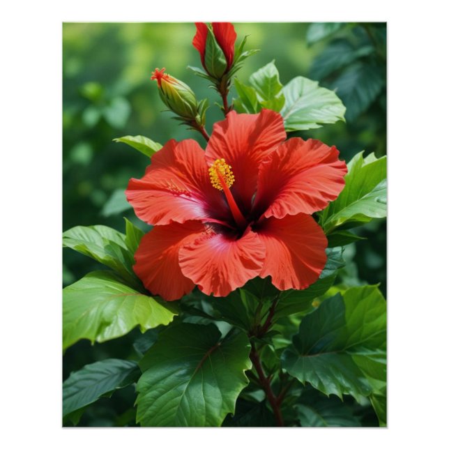 Vibrant Red Hibiscus Flower With Leaves-4369 Poster (Front)