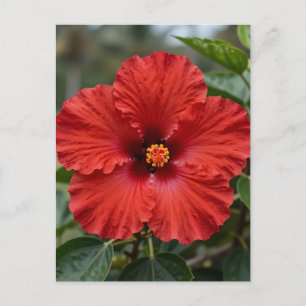 Vibrant Red Hibiscus Tropical Bloom Postcard