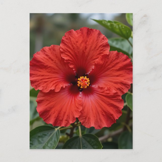 Vibrant Red Hibiscus Tropical Bloom Postcard (Front)