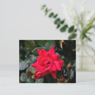 Vibrant Red Rose Postcard