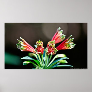 Vibrant Red Yellow Parrot Lily Poster