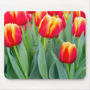 Vibrant Red & Yellow Tulips in Spring Garden Mouse Pad