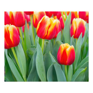 Vibrant Red & Yellow Tulips in Spring Garden Photo Print