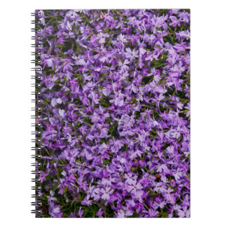 Vibrant Spring Phlox Blossoms – Nature Floral Phot Notebook