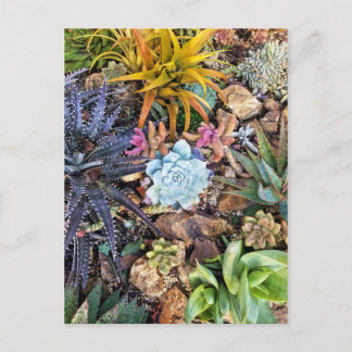 Vibrant succulent garden postcard