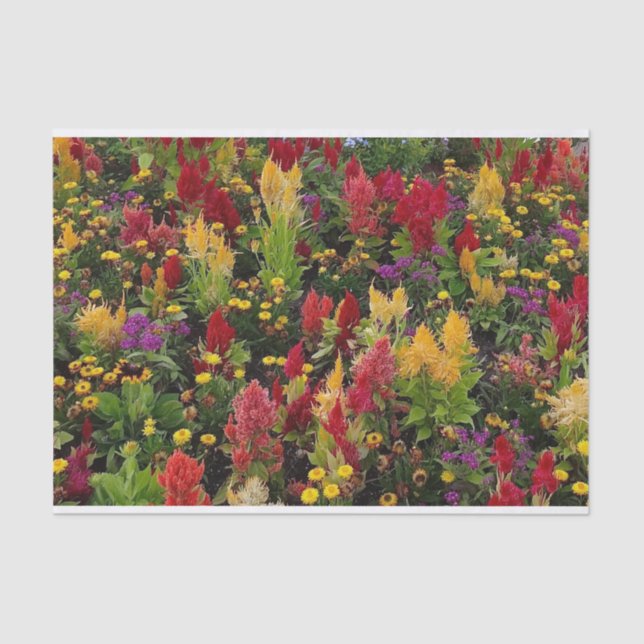 Vibrant Summer Flower Garden in Orlando Florida Tissue Paper (Front)