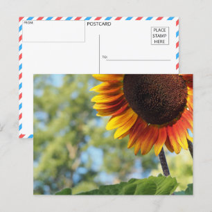 Vibrant Summer Sunflower Postcard