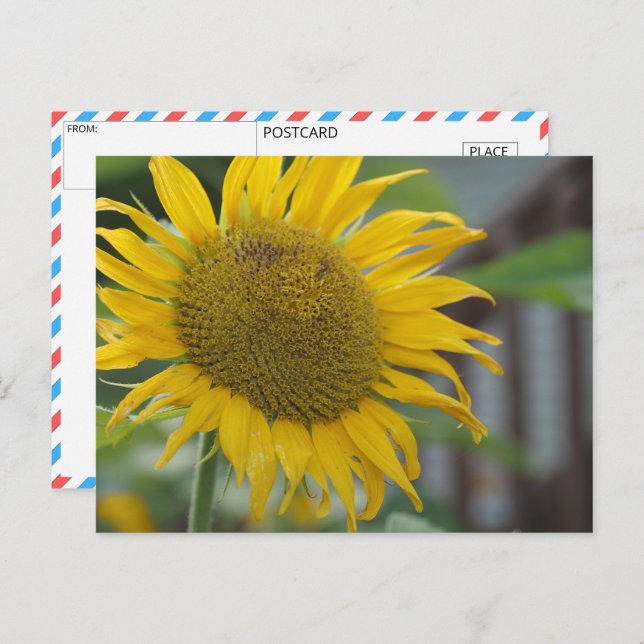 Vibrant Summer Sunflower Postcard (Front/Back)