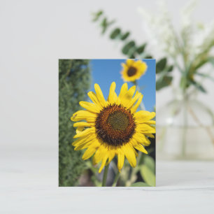 Vibrant Sunflowers Postcard