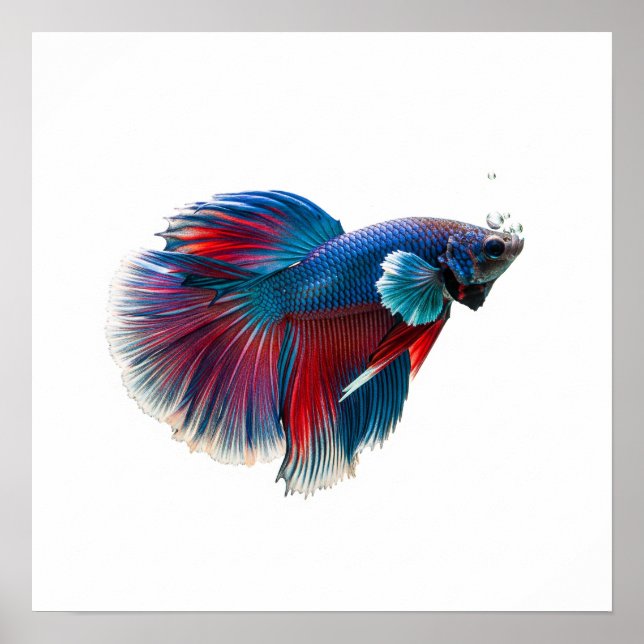 Vibrant Swimming Fish Design Poster (Front)