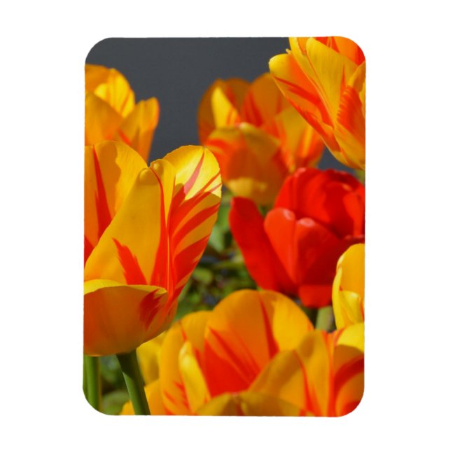 Vibrant Yellow and Red Tulips Garden Photo Magnet (Vertical)