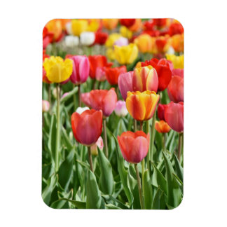 Vibrant Yellow and Red Tulips Garden Photo Magnet