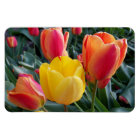 Vibrant Yellow and Red Tulips Garden Photo