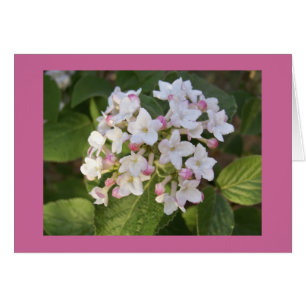 Viburnum blossom