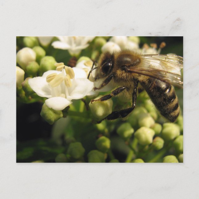 Viburnum Postcard (Front)