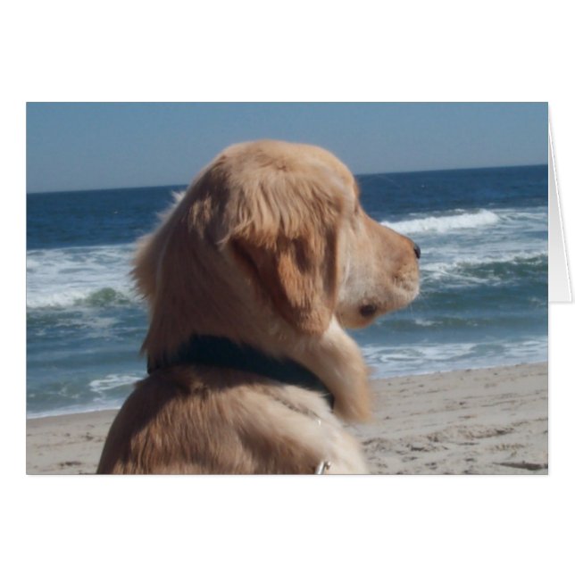 Viceroy at the Beach (Front Horizontal)