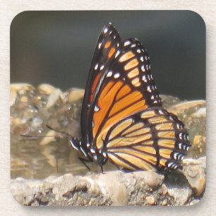 Viceroy Butterfly - 6 pack Coasters