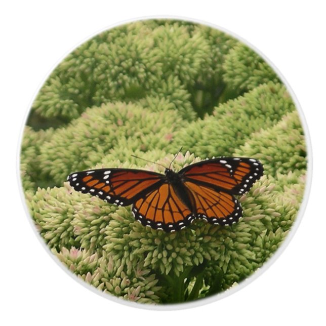 Viceroy Butterfly Beautiful Nature Photography Ceramic Knob (Front)