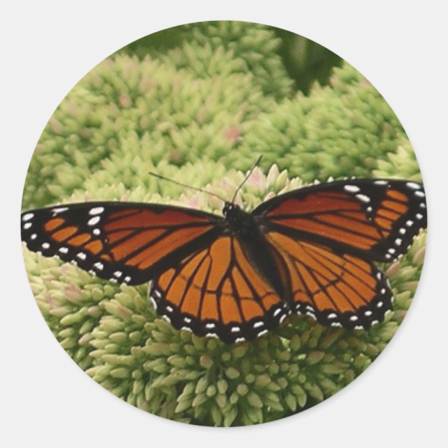 Viceroy Butterfly Beautiful Nature Photography Classic Round Sticker (Front)