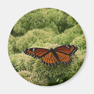 Viceroy Butterfly Beautiful Nature Photography Magnet