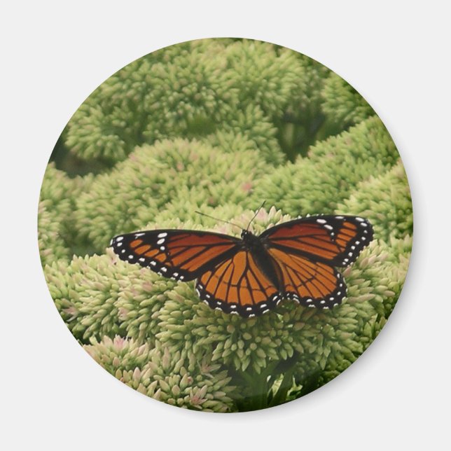 Viceroy Butterfly Beautiful Nature Photography Magnet (Front)