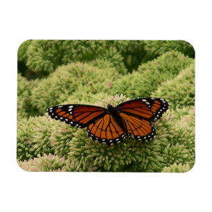 Viceroy Butterfly Beautiful Nature Photography Magnet