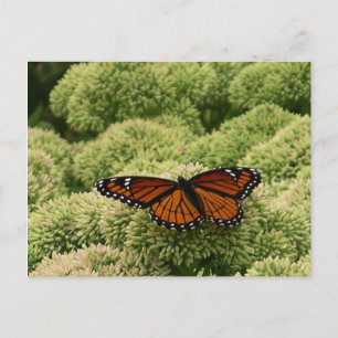 Viceroy Butterfly Beautiful Nature Photography Postcard