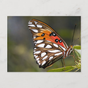 Viceroy Butterfly Postcard