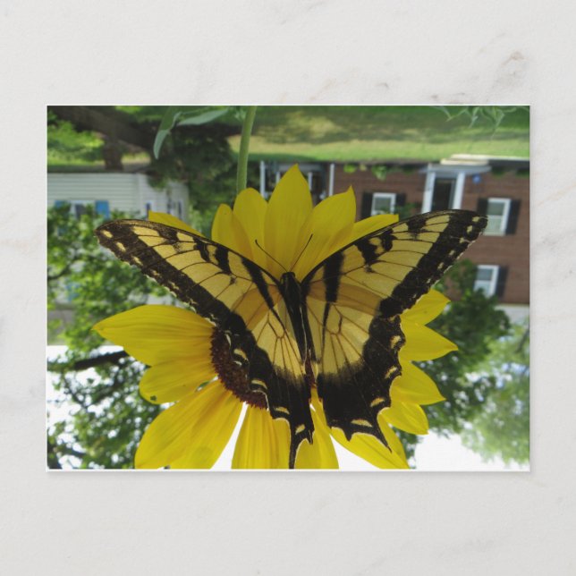 Viceroy Butterlfy Postcard (Front)