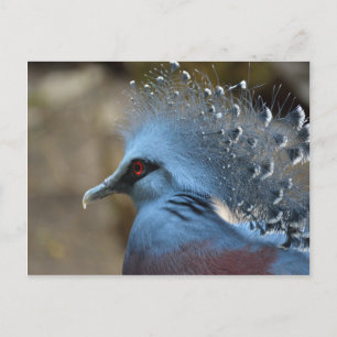 Victoria Crowned Pigeon Postcard