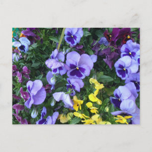 Victoria Flowers Postcard