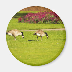 Victoria Geese 3 Magnet