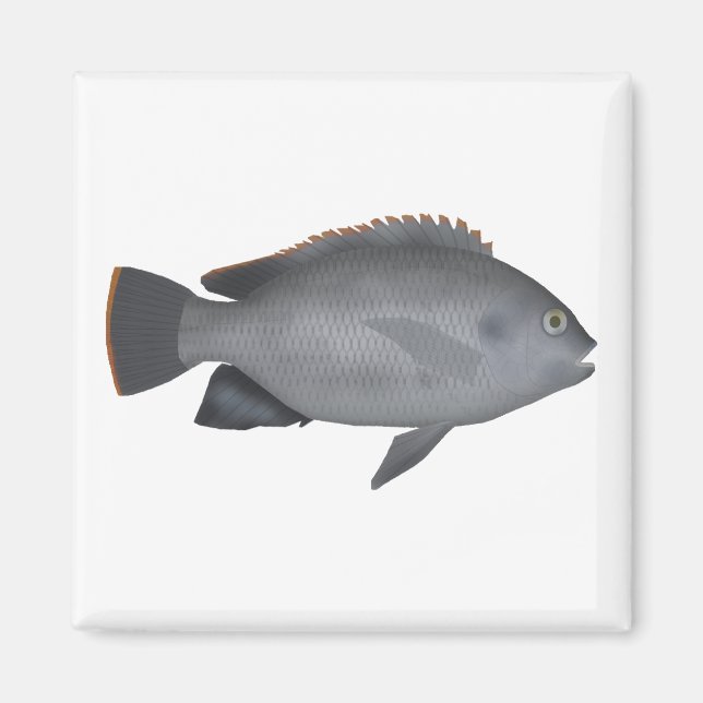 Victoria Tilapia Magnet (Front)