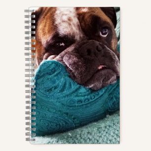 Victorian Bulldog Photo 8x5 Notebook