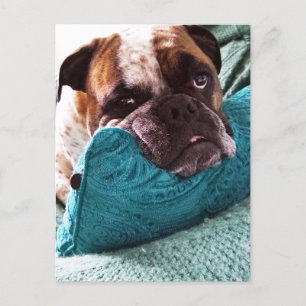 Victorian Bulldog Photo Postcard