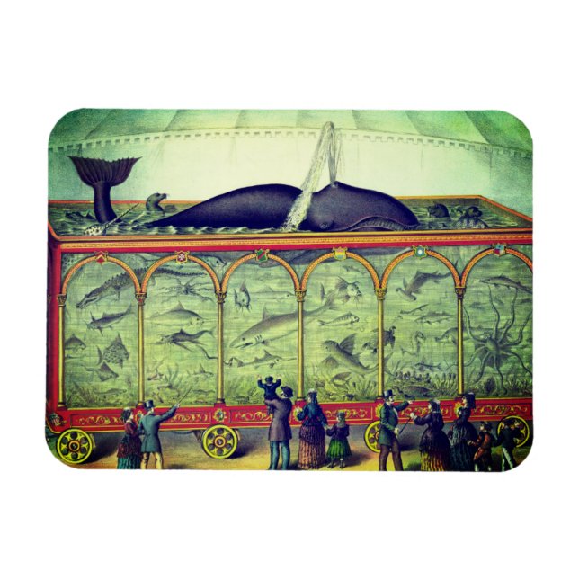 Victorian circus vintage exhibition whale aquarium magnet (Horizontal)