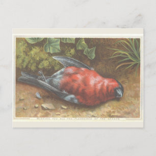 Victorian Dead Bird Christmas Card