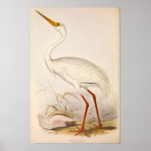 Victorian Era White Crane Poster