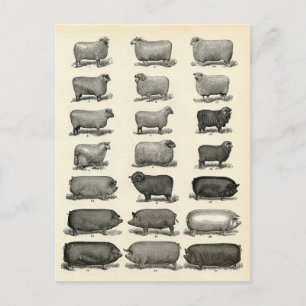 Victorian Etching of Pigs & Sheep Postcard