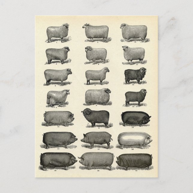 Victorian Etching of Pigs & Sheep Postcard (Front)