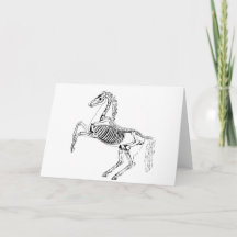 Victorian Horse Skeleton Illustration