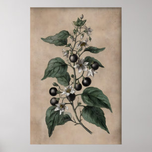 Victorian Poison Garden Print, Belladonna Plant Poster