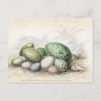 Victorian Print of Various Bird Eggs