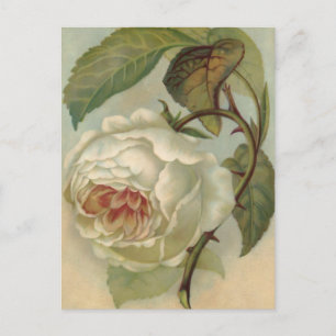 Victorian Rose Postcard Illustration