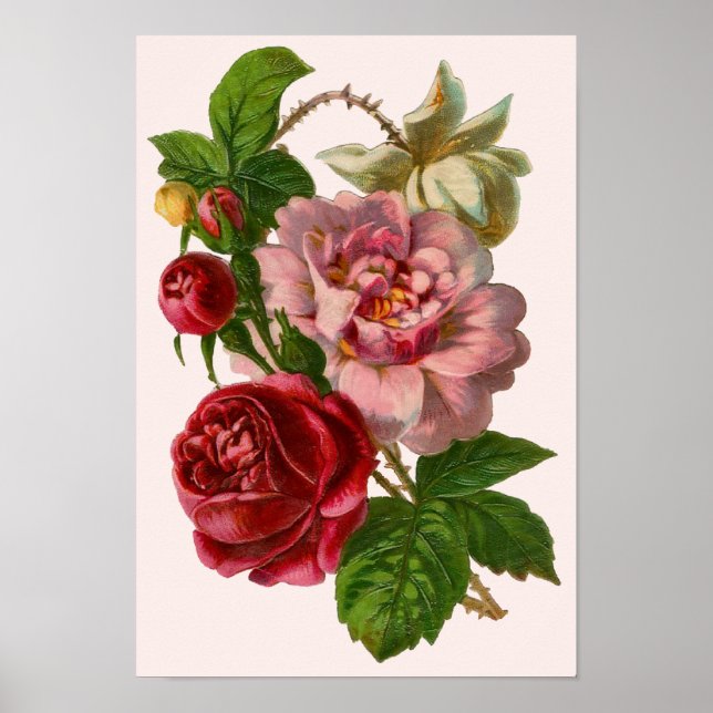 Victorian Roses Poster (Front)