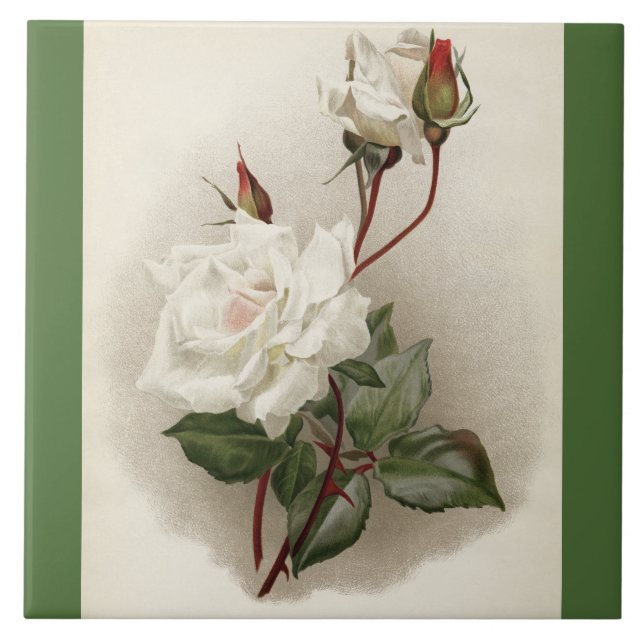 Victorian White Roses Green Ceramic Tile (Front)